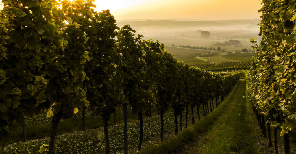 Wine Vineyard in California