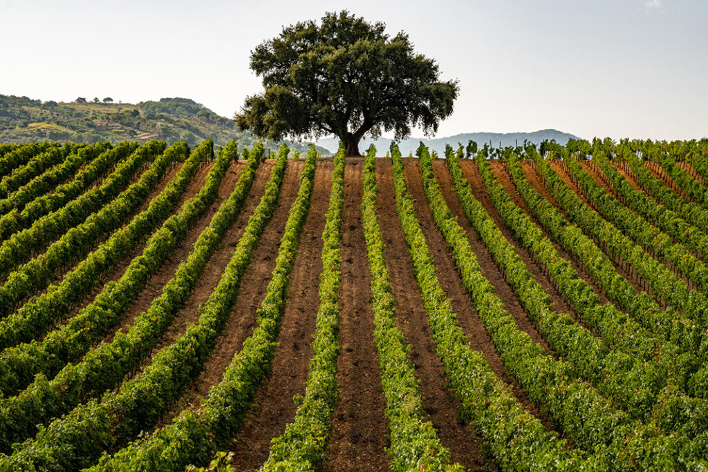 Sicily Vineyard in Sicila